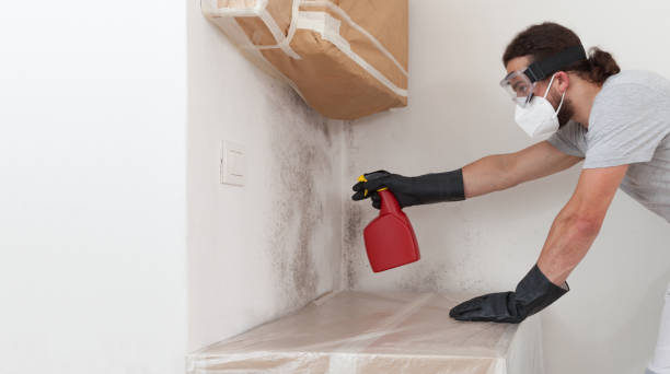 Professional Mold Removal technician working in Saugus, MA
